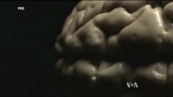New TV Program Explores the Human Brain
