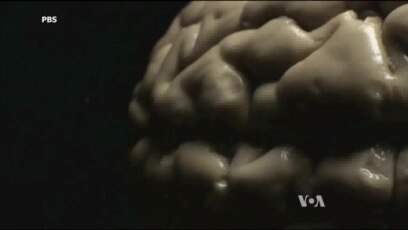 New TV Program Explores the Human Brain