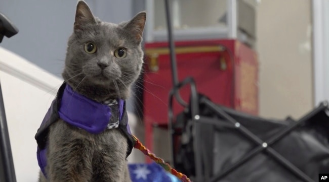 This image taken from video shows Lola-Pearl looking into the camera during an Amputees Coming Together Informing Others' Needs meeting on Monday, Dec. 11, 2023, in Troy, Ohio. (AP Photo/Patrick Orsagos)