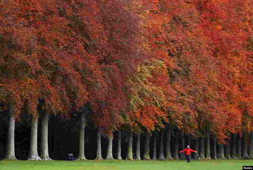 A man walks by trees with autumn colors in a park in Tervuren, near Brussels, Belgium.
