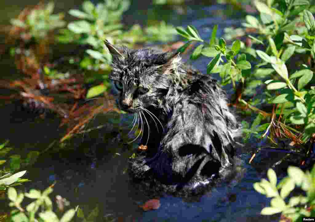 A cat sits in the flooding waters from Hurricane Matthew in downtown Nichols, South Carolina, Oct. 10, 2016. South Carolina Department of Natural Resources officer Gregg Lowery rescued the cat while patrolling for evacuees in the town.
