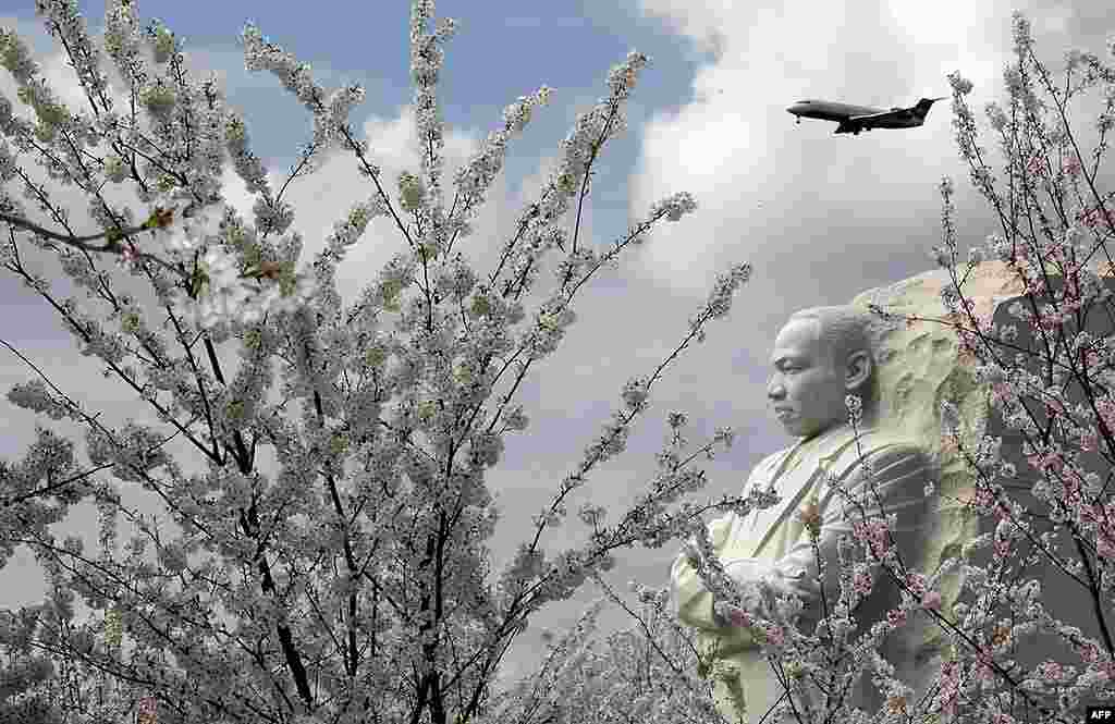 Cherry blossom trees in full bloom surround the Martin Luther King, Jr. National Memorial in Washington, March 19, 2012. (Reuters)