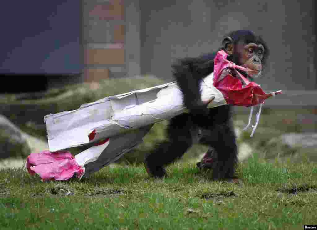 A 13-month-old chimp named Fumo carries a Christmas present of food treats in wrapping paper under his arm during a Christmas-themed feeding time at Sydney&#39;s Taronga Park Zoo, Australia.