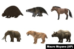 This illustration shows large animals which once roamed prehistoric North and South America. Top row from left, a glyptodon, a lestodon, and a horse. Bottom row from left, a mastodon, a saber-toothed cat and a toxodon. (Mauro Muyano via AP)