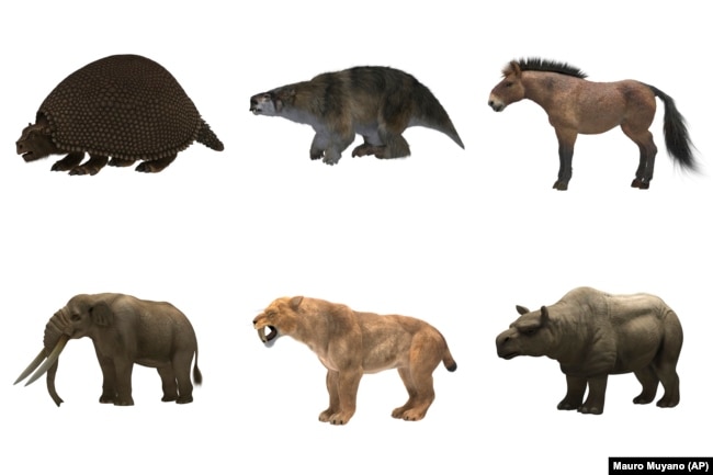 This illustration shows large animals which once roamed prehistoric North and South America. Top row from left, a glyptodon, a lestodon, and a horse. Bottom row from left, a mastodon, a saber-toothed cat and a toxodon. (Mauro Muyano via AP)