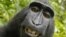 El famoso selfie de Naruto, una macaco hembra que en 2011 se tomó varias fotos después de llevarse la cámara del fotógrafo británico David Slater.