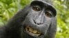  Monkey Naruto Loses Selfie Copyright Bid