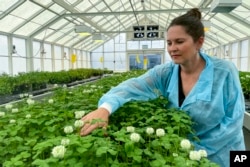 Linda Johnson, a science group manager at AgResearch, inspects genetically modified white clover in a glasshouse in Palmerston North, New Zealand, on Nov. 3, 2022. New Zealand scientists are coming up with some surprising solutions for how to reduce methane emissions from farm animals. (AP Photo/Nick Perry)