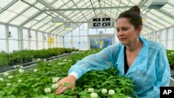 Linda Johnson, a science group manager at AgResearch, inspects genetically modified white clover in a glasshouse in Palmerston North, New Zealand, on Nov. 3, 2022.
