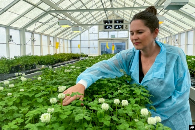 Linda Johnson, a science group manager at AgResearch, inspects genetically modified white clover in a glasshouse in Palmerston North, New Zealand, on Nov. 3, 2022. New Zealand scientists are coming up with some surprising solutions for how to reduce methane emissions from farm animals. (AP Photo/Nick Perry)