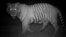 A tiger’s eyes glow during the night on the same foot paths and roads humans use during the day to collect wood and grasses. (Center for Systems Integration and Sustainability, Michigan State University)