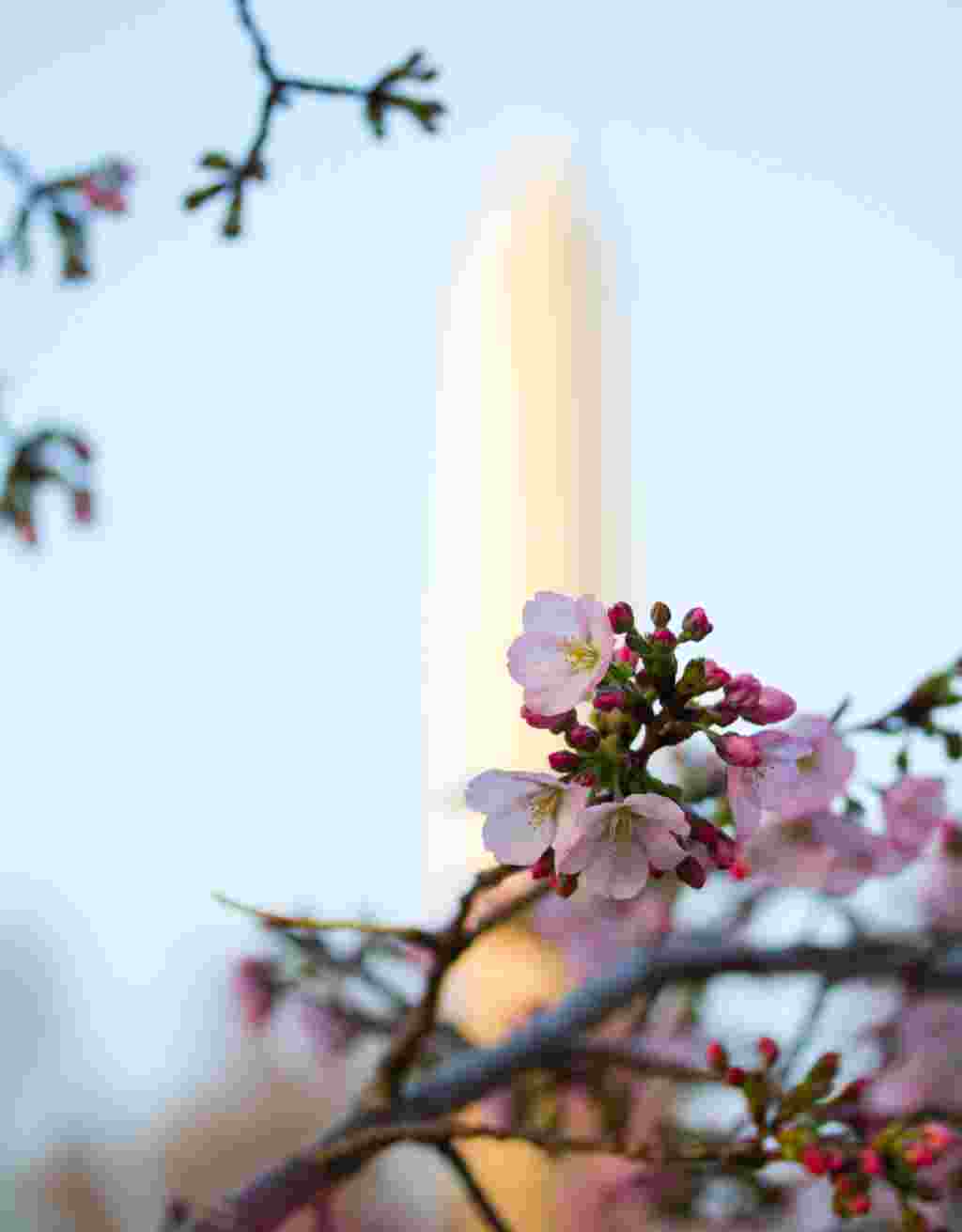 La imagen más emblemática de la ciudad: el Obelisco conocido como Monumento a Washington junto a los cerezos en flor.