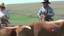 Cowboys americanos - A vida dum casal do Kansas