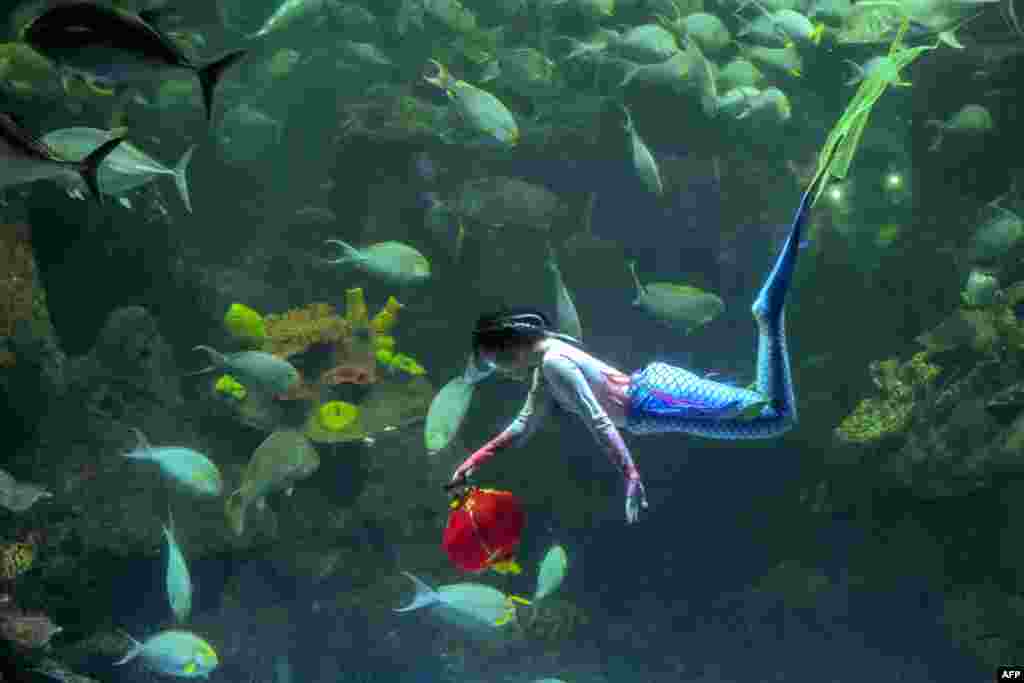 A female diver dressed as a mermaid carries a lantern during an underwater rehearsal ahead of the Chinese Lunar New Year celebrations, at the giant aquarium of Sea World at Ancol recreational park in Jakarta on Jan. 23, 2025.