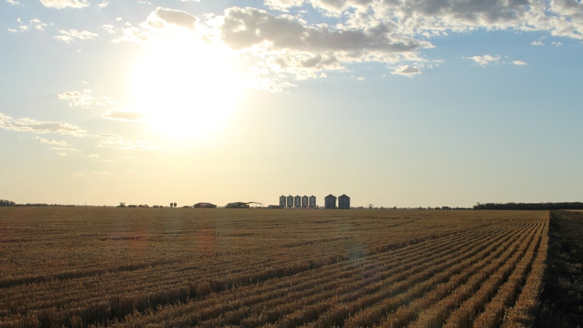 Australian Seed Company Tests AI Gene Editing in Wheat - Vimarsana News