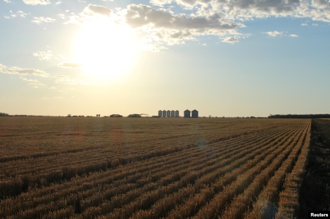 FILE - Grain silos are seen on the horizon near Moree, Australia, October 28, 2020. (REUTERS/Jonathan Barrett/File Photo)