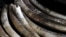 FILE - Elephant tusks recovered from various operations are arranged at the Kenya Wildlife Services