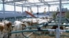 Cows Try 'Floating Farm' in Rotterdam