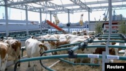 Cows are seen on a "Floating farm" in Rotterdam port, Netherlands in this handout picture obtained by Reuters on October 1, 2019. 