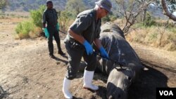 Kobus de Wed of the Crime Investigation Unit uses a metal detector to locate the bullet which may be matched to the gun used to hunt the rhino. (Photo: Gillian Parker for VOA)