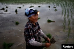 A farmer plants rice on a paddy field during early morning to avoid the heat in Hanoi, Vietnam June 25, 2020. REUTERS/Kham