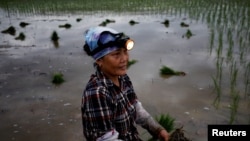 Una granjera planta arroz en un campo durante las primeras horas de la mañana para evitar el calor en Hanoi, Vietnam. Junio 25 de 2020.