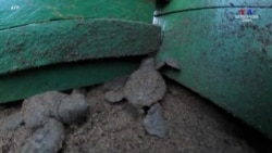 Գվատեմալայի բնապահպանները մի խումբ նորածին կրիաներ են ծով արձակել