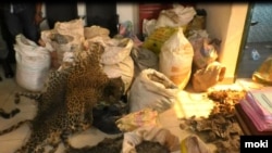 Leopard Skin and bags of Pangolin scales seized in Yaounde, July 22, 2021. (Moki Edwin Kindzeka/VOA)