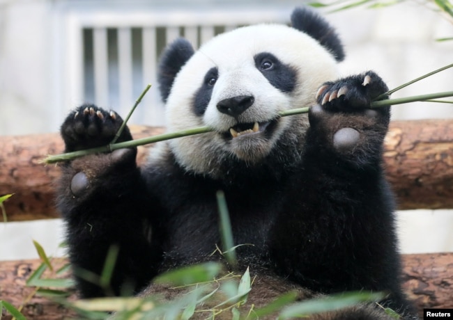 A giant panda eats bamboo inside an enclosure at the Moscow Zoo on a hot summer day in the capital Moscow, Russia on June 7, 2019. (REUTERS/Tatyana Makeyeva/File Photo)