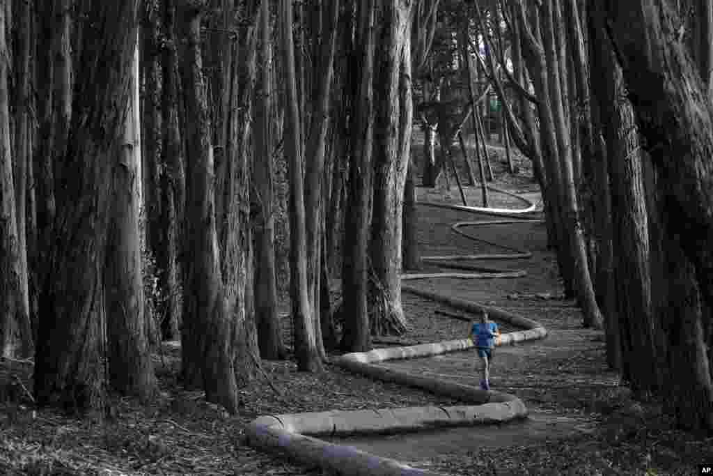 Tim Green từ thành phố Sidney, Australia, chạy bộ trên tác phẩm điêu khắc gỗ có tên &lsquo;Wood Line&rsquo; của nghệ sĩ Andy Goldsworthy trong một khu rừng bạch đàn ở The Presidio, thành phố San Francisco, bang California, Mỹ, ngày 7 tháng 1, 2014.