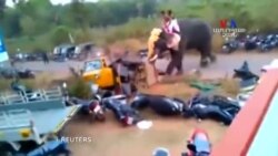 SHORT VIDEO: Փիղն ընդդեմ ավտոմեքենաների