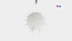 ԲԱՐԻ ԼՈՒՅՍ. Արամ Ավետիսյանը՝ բժշկագիտության և բարձրագույն տեխնոլոգիաների ոլորտների մասին