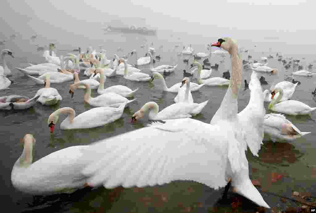 Swans gather on the shoreline of the Danube River in Belgrade, Serbia.