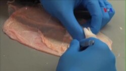 Bọng đái lợn giúp tế bào gốc bệnh nhân mọc lại cơ bị mất