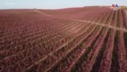 Իսպանիայի Կատալոնիայում ծաղկած դեղձենիների հիասքանչ վարդագույն ծաղիկները՝ դրոնի տեսանյութում