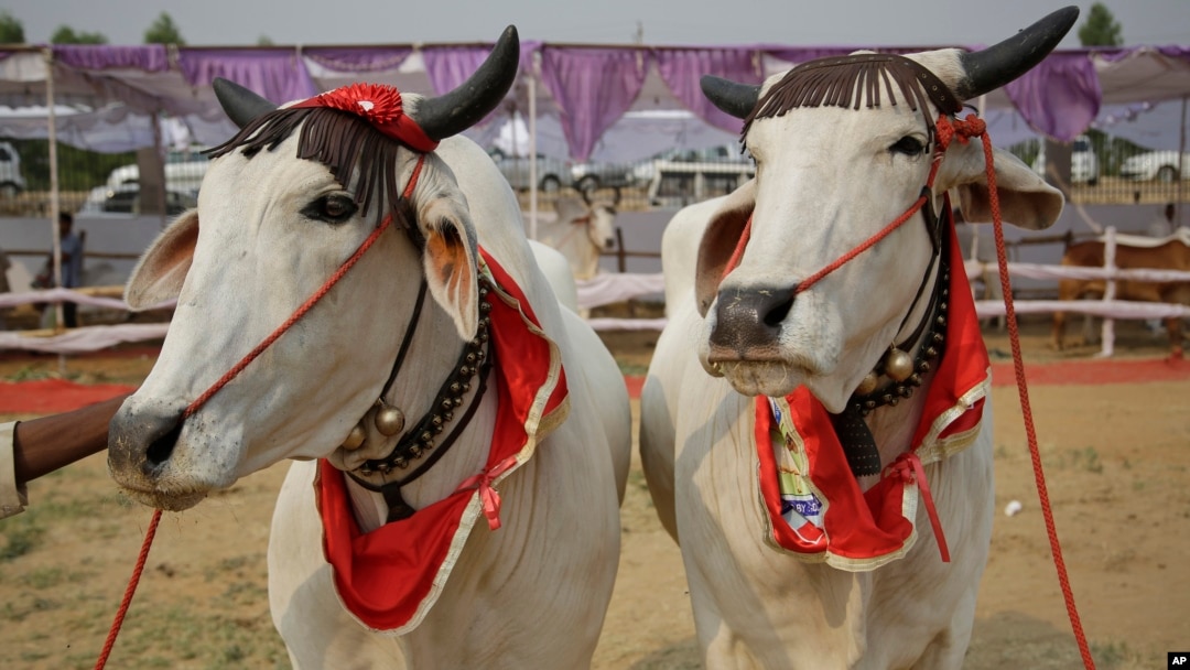 Sepasang sapi yang telah dihias turut meramaikan kontes kecantikan sapi yang digelar di Kota Rohtak, India, Sabtu, 7 Mei 2016. (Foto: AP)