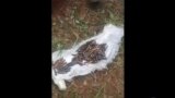Traficante de armas moçambicano condenado na África do Sul