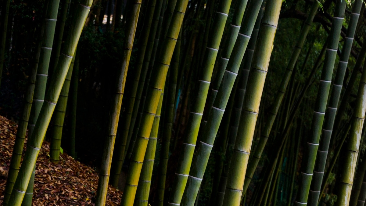 Philippines Bamboo Entrepreneur Digs In On Poverty And Climate Threats