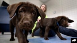 Inmate Shasta Pepper watches chocolate lab puppies play at Merrimack County Jail in Boscawen, N.H., Jan. 8, 2019.
