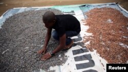 FILE - A farmer spreads cocoa beans out to dry on an open ground in Iragbiji village, southwest Nigeria, Aug. 25, 2014. 