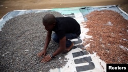 Un agriculteur répand les fèves de cacao à sécher sur un terrain découvert dans le village d'Iragbiji, au sud-ouest du Nigeria, le 25 août 2014.(ARCHIVES)