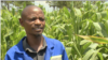  Peter Joseph Dzingami, a far manager in Goromonzi district, March 5, 2019, says that in the previous years farmers would control the fall armyworm. But this year, because there is not much rainfall, and the worms are hatching more than previous years and