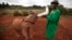FILE - A baby orphaned elephant is fed milk from a bottle by a keeper, at an event to commemorate World Environment Day at the David Sheldrick Wildlife Trust Elephant Orphanage in Nairobi, Kenya, June 2013.