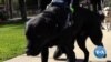 Guide Dogs: Partners with the Blind