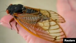 A 13-year cicada is shown in this picture taken in Lexington, Georgia, USA, May 9, 2011.