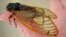 A 13-year cicada is shown in this picture taken in Lexington, Georgia, USA, May 9, 2011.
