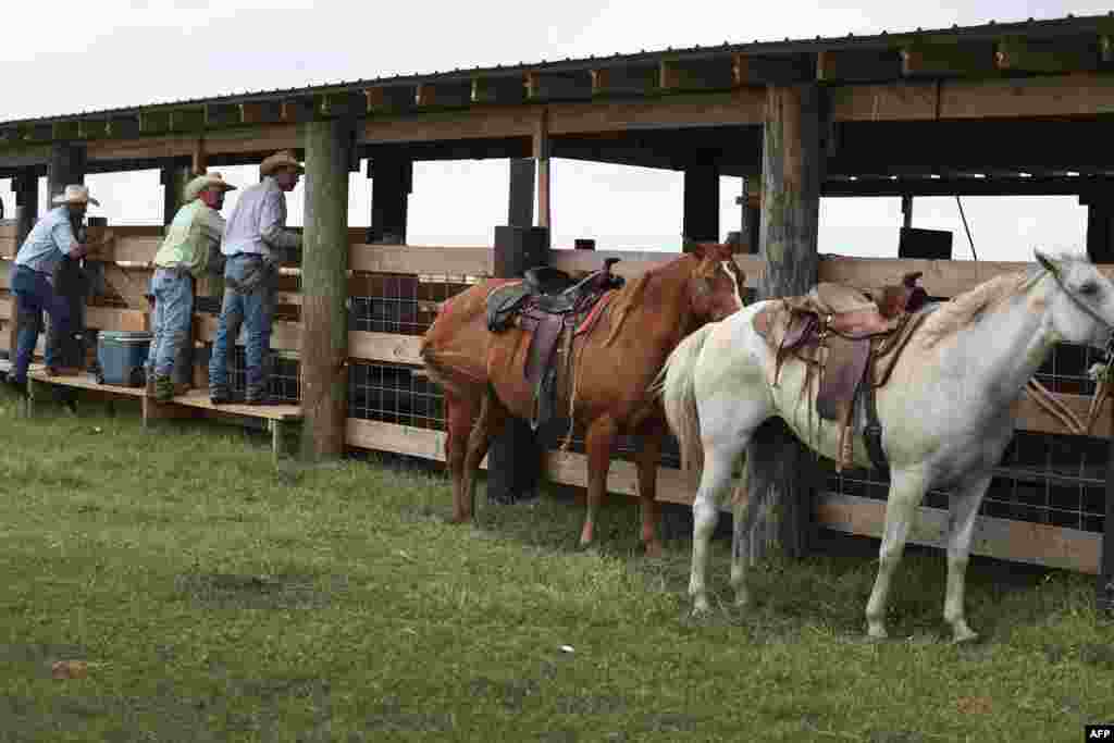 CAMERON, LOUISIANA - AUGUST 25: Neighbors of Roman Tatriot help him round up cattle, on a pasture next to the Gulf of Mexico, to take them to safe ground before the possible arrival of Hurricane Laura on August 25, 2020 in Cameron, Louisiana. Ranch…