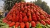 کشت توت زمینی در هرات افزایش یافته است