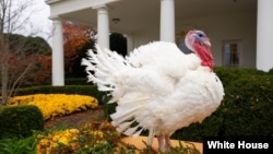 مراسم نمادین عفو بوقلمون روز شکرگزاری در کاخ سفید - ۲۰۲۵