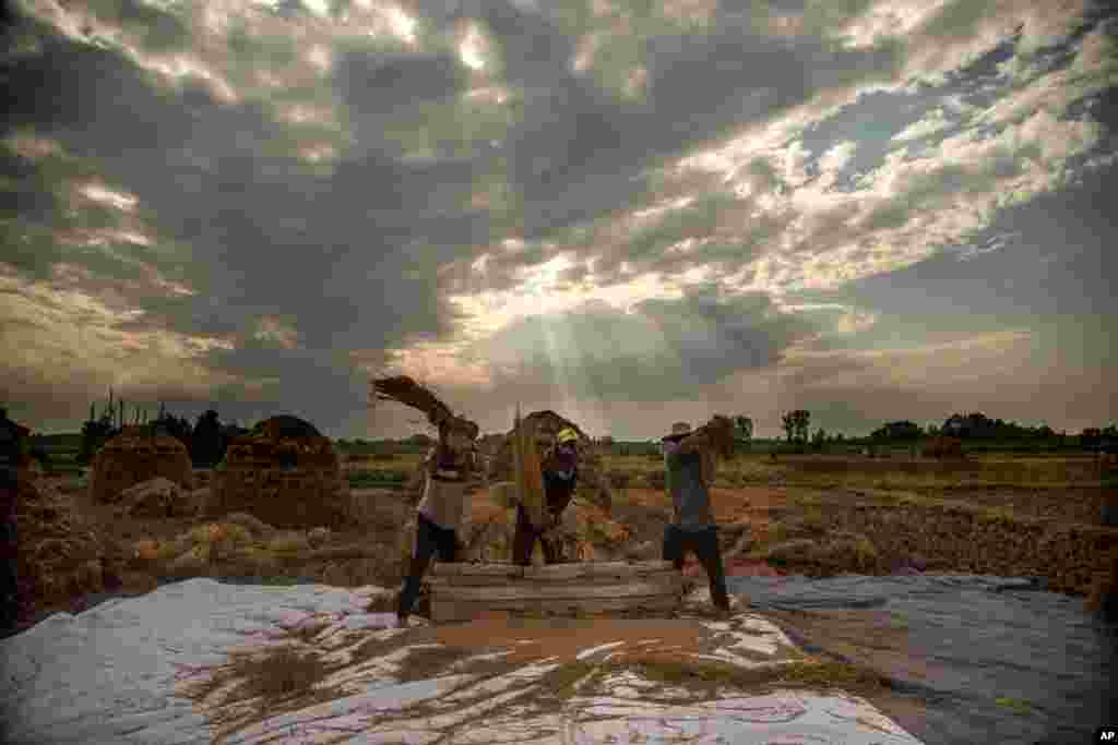 Kashmiri farmers thresh paddy on the outskirts of Srinagar, Indian controlled Kashmir.